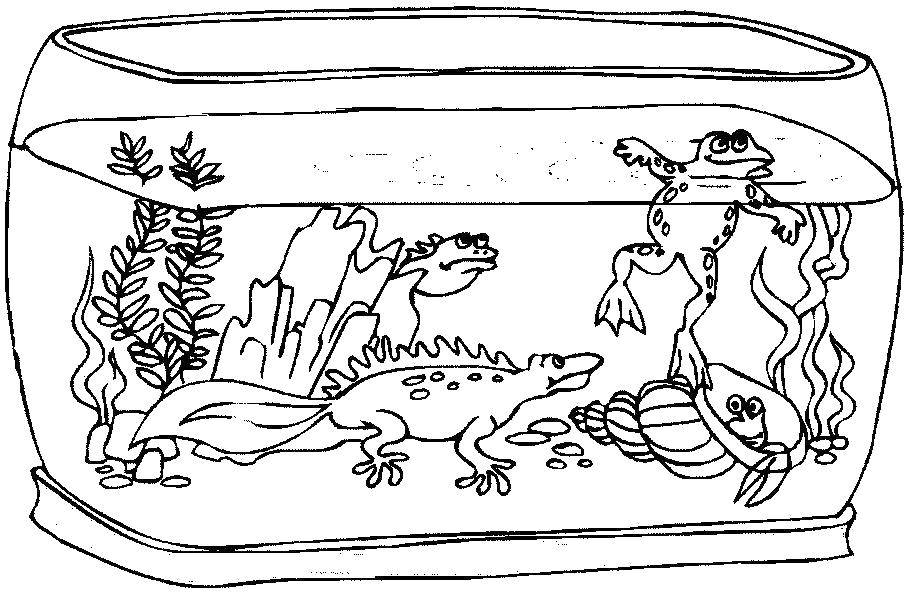 Раскраска Ящерицы, лягушка и улитка в аквариуме Скачать Аквариум, ящерицы, лягушка, улитка, вода.  Распечатать ,Животные,