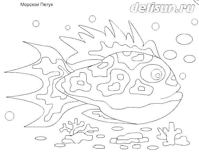 Раскраска Морской петух Скачать морские жители, вода, море, рыбы.  Распечатать ,рыбы,
