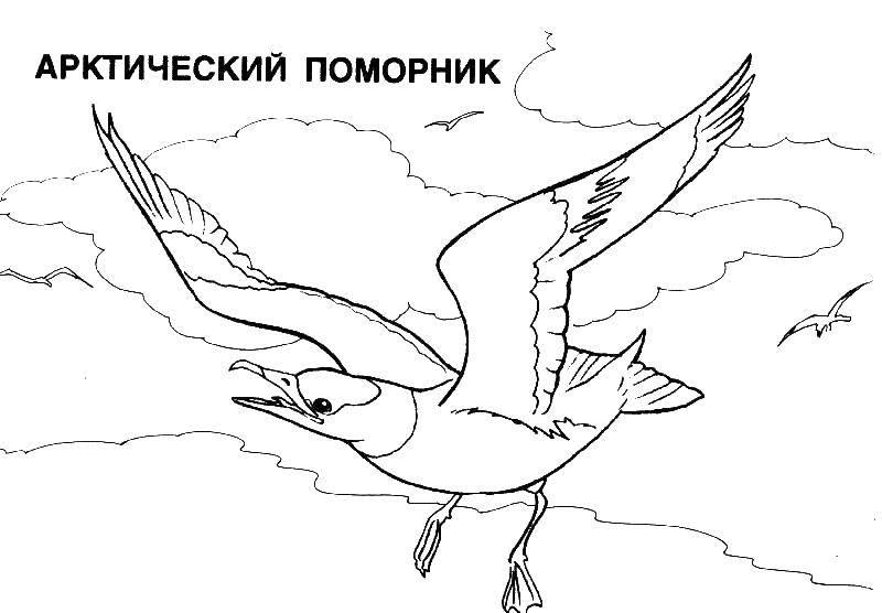 Раскраска Арктический поморник Скачать птицы, арктический поморник.  Распечатать ,птицы,