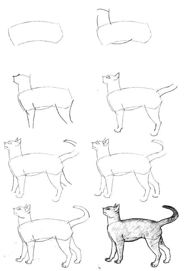 Раскраска Рисунок кошки Скачать Животные, котёнок.  Распечатать ,раскраски,
