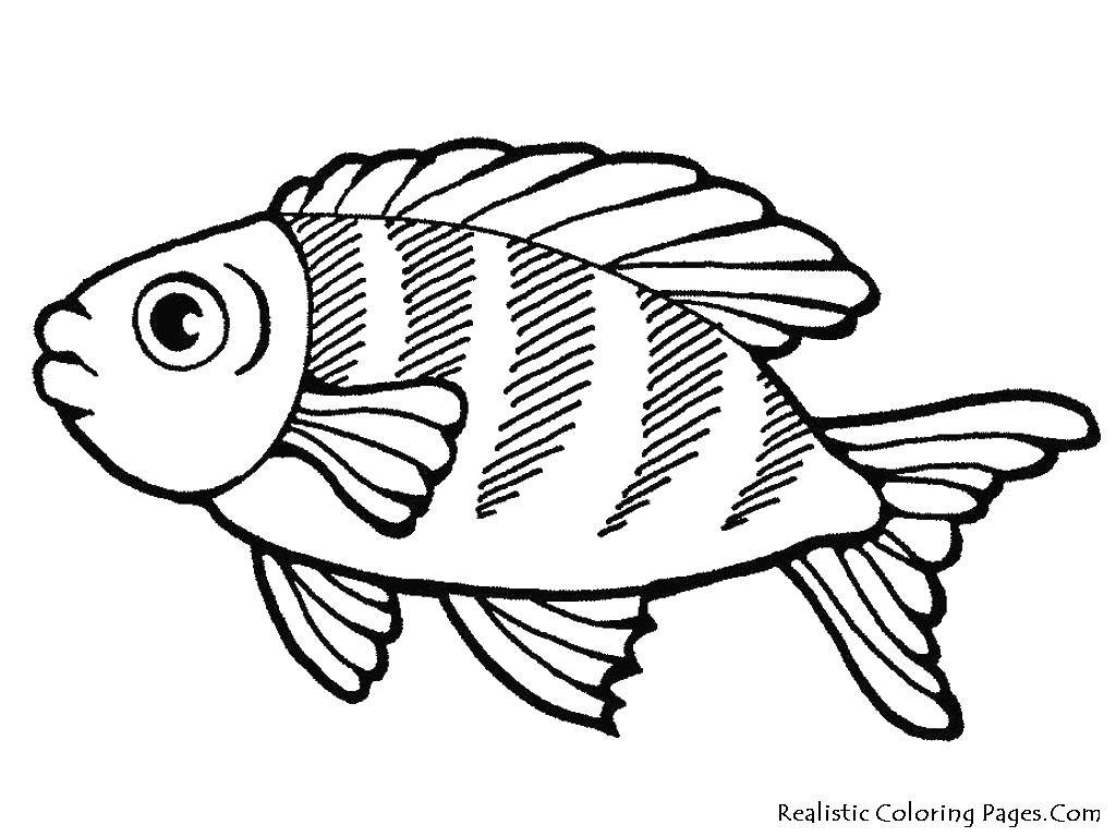 Раскраска Рыбка с полосочками Скачать рыбы, рыбки, плавники.  Распечатать ,рыбы,