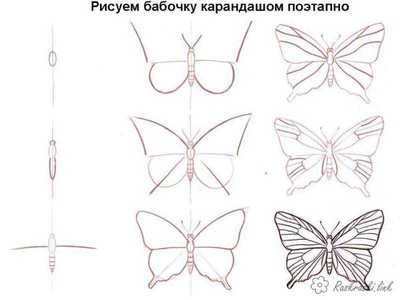Раскраска Рисуем бабочку поэтапно Скачать бабочки, насекомые, поэтапно.  Распечатать ,бабочки,