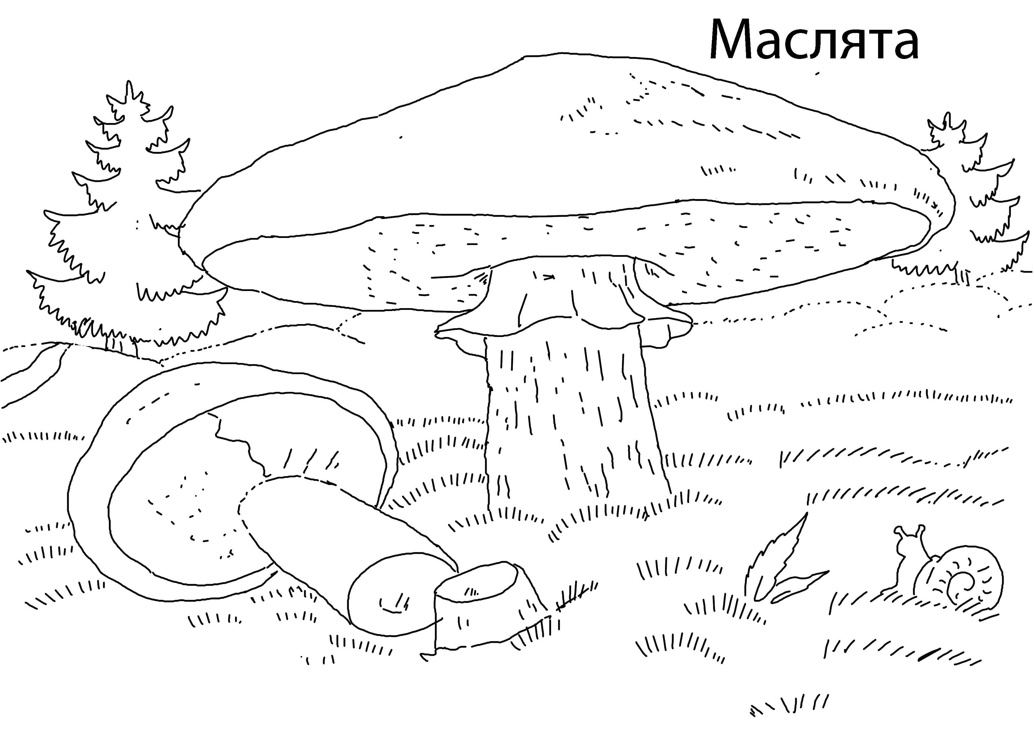 Раскраска Маслята грибы Скачать маслята, грибы.  Распечатать ,грибы,