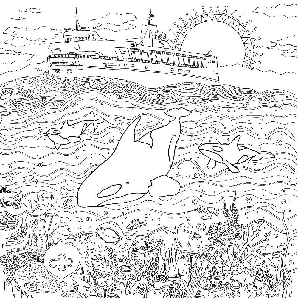 Раскраска Корабль и подводный мир Скачать море, вода, подводный мир, дельфины, корабль.  Распечатать ,Морской мир,