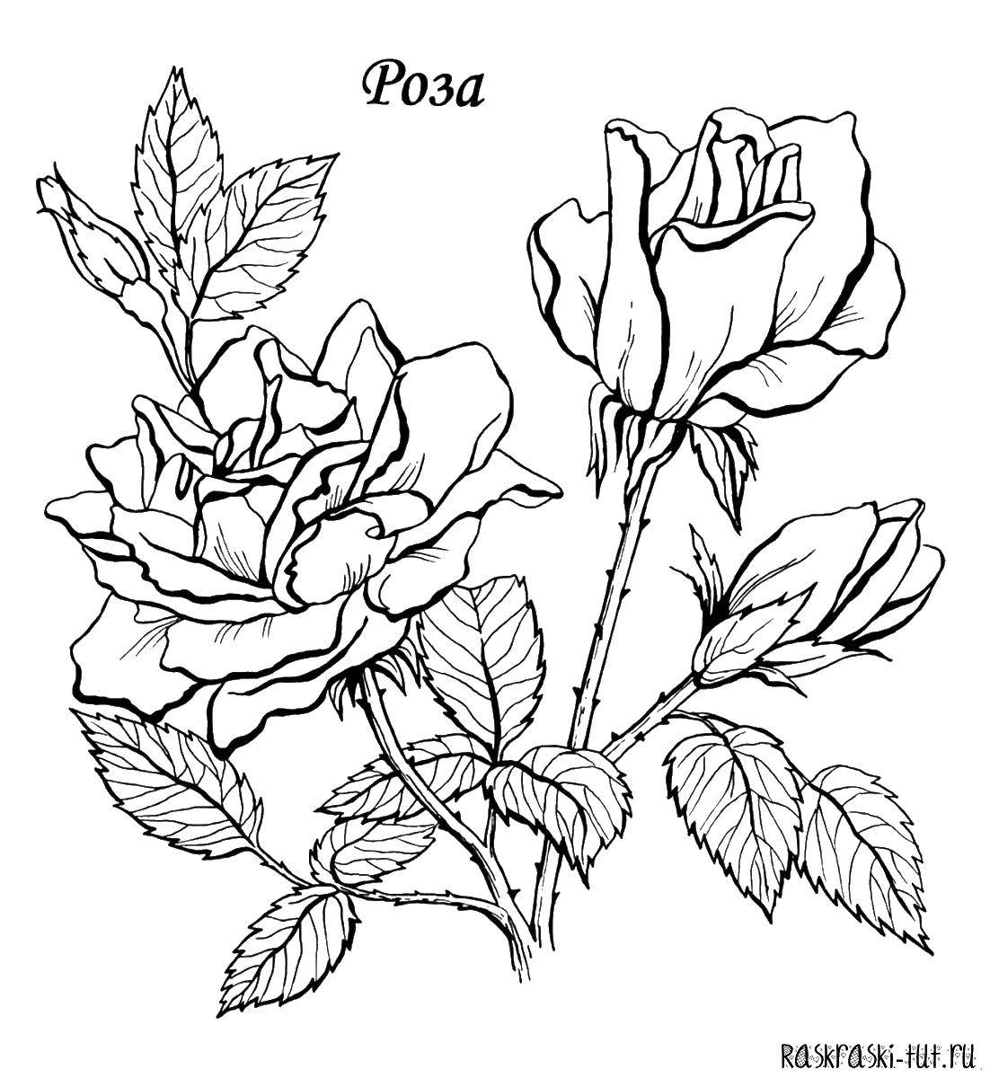 Раскраска Розы с шипами Скачать роза, шипы, листья.  Распечатать ,цветы,