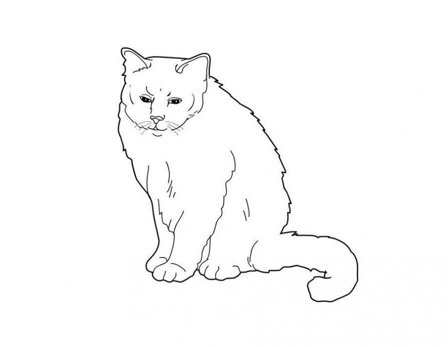 Раскраска Рисунок серьезного кота Скачать кошка, кот.  Распечатать ,домашние животные,
