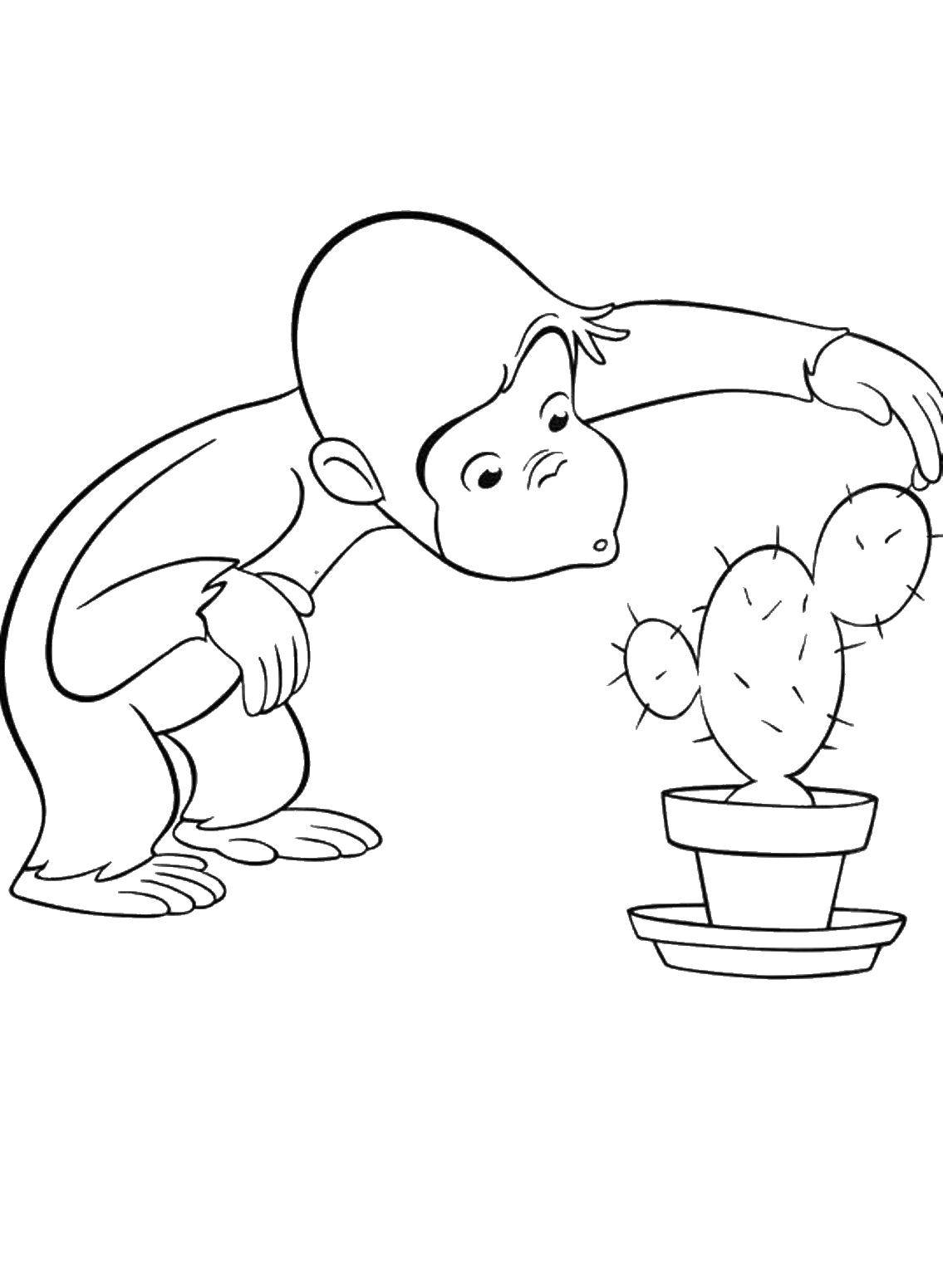 Раскраска Обезьянке интересен кактус Скачать Персонаж из мультфильма.  Распечатать ,раскраски,