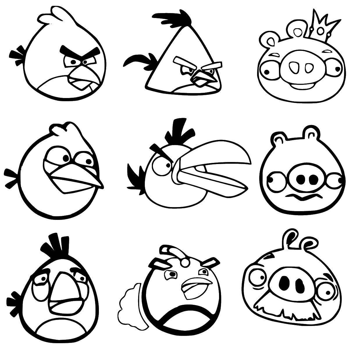 Раскраска Птицы и свинки из angry birds Скачать angry birds, свинья, птица.  Распечатать ,angry birds,