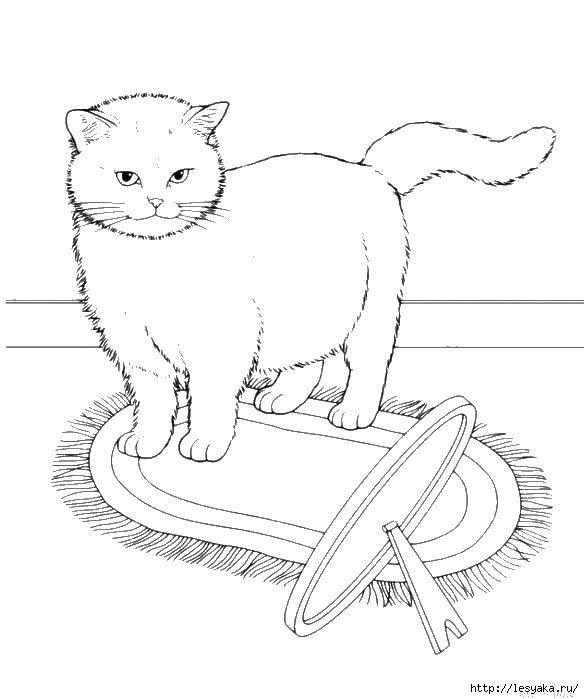 Раскраска Кошка и зеркало Скачать кошка, зеркало, ковер.  Распечатать ,котики,