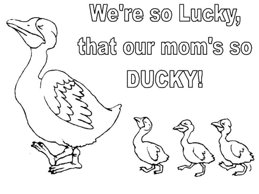 Раскраска Утка с утятами Скачать животные, уточки, утята.  Распечатать ,Животные,