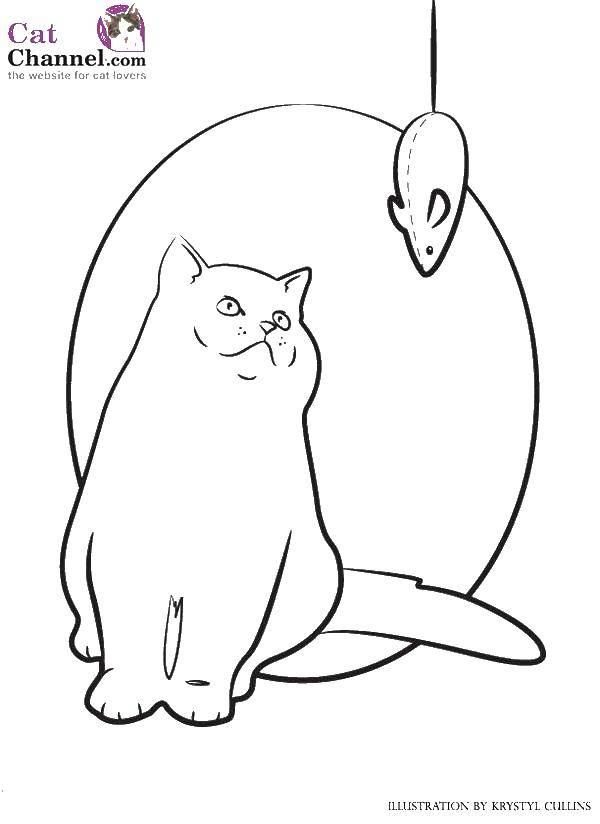 Раскраска Игрушка мышка для кота Скачать Животные, котёнок.  Распечатать ,Коты и котята,