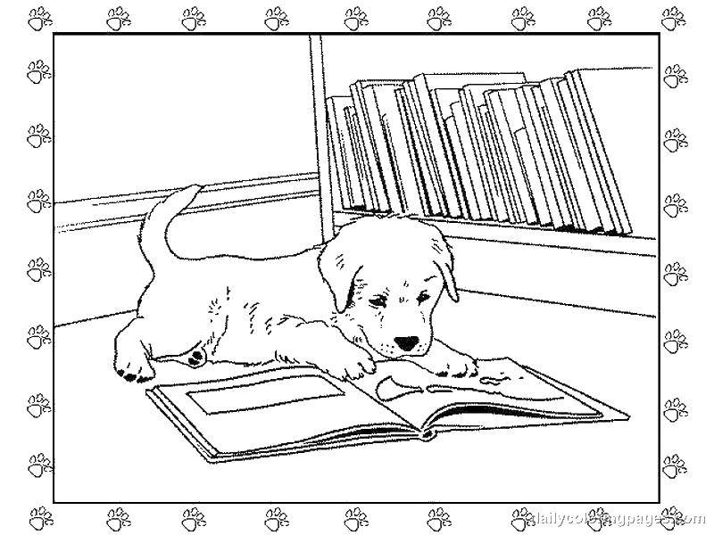 Раскраска Пёсику интересна книга Скачать Животные, собака.  Распечатать ,домашние животные,