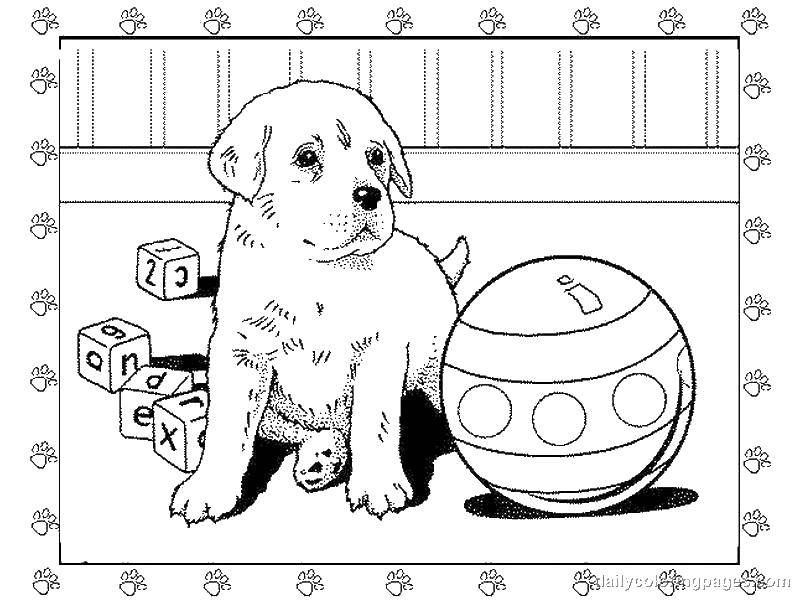 Раскраска Щеночек с игрушкой Скачать Животные, собака.  Распечатать ,домашние животные,
