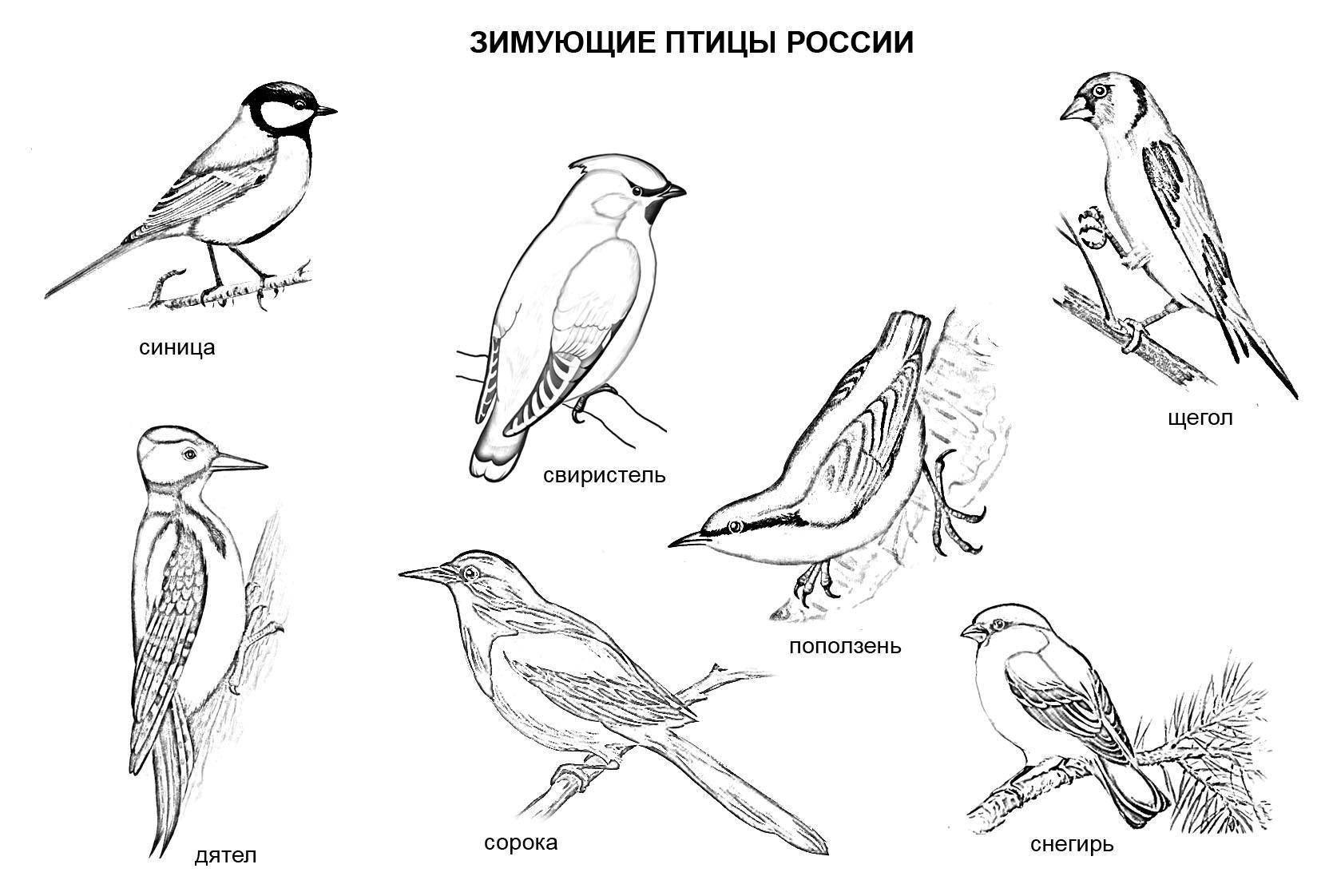Раскраска Зимующие птицы россии Скачать Россия, птицы.  Распечатать ,россия,