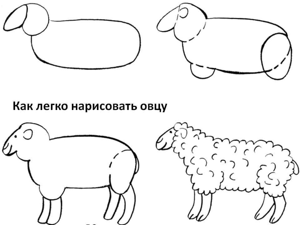 Раскраска Поэтапно рисуем овечку Скачать Животные, овечка.  Распечатать ,как нарисовать поэтапно животных,