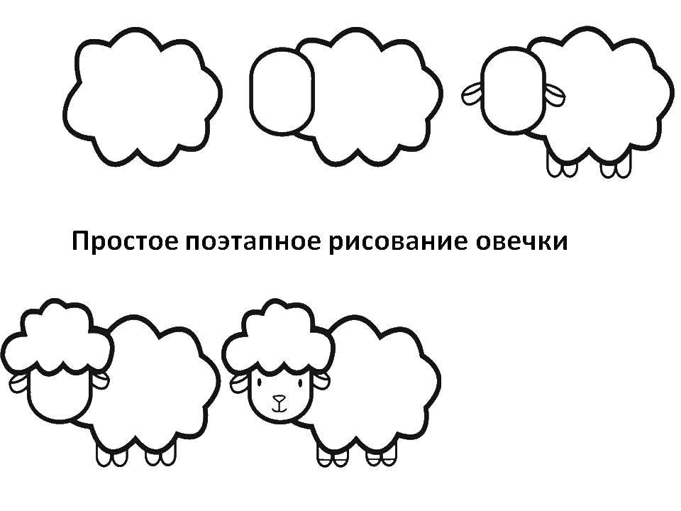 Раскраска Поэтапно рисуем овечку Скачать Животные, овечка.  Распечатать ,как нарисовать поэтапно животных,