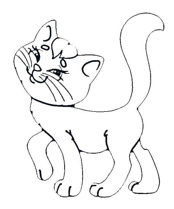 Раскраска Игривая кошечка Скачать Животные, кошка.  Распечатать ,Животные,