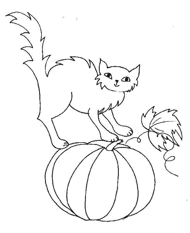 Раскраска Кот на тыкве Скачать Хэллоуин, тыква.  Распечатать ,тыква на хэллоуин,