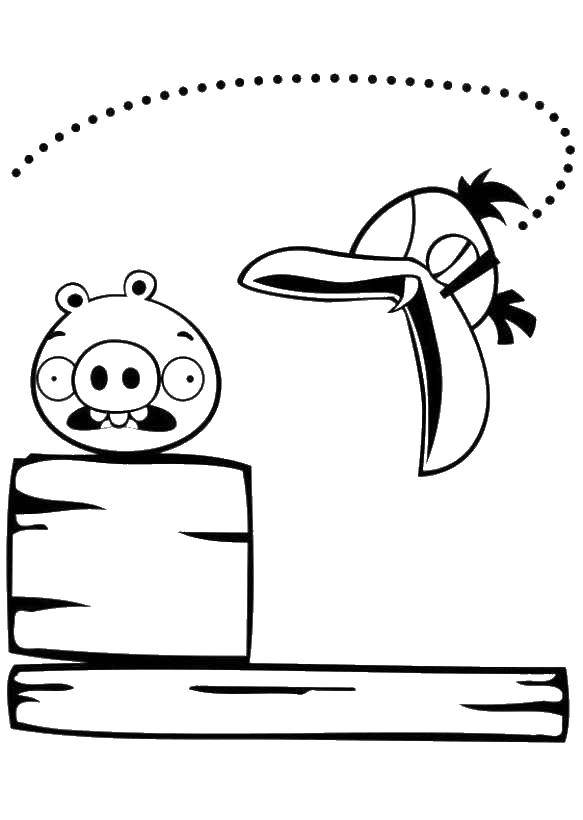 Раскраска Тукан летит на свинью Скачать Игры, Angry Birds .  Распечатать ,angry birds,