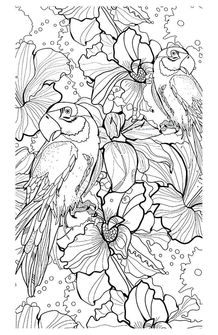 Раскраска Попугаи в цветах Скачать Птицы, попугай.  Распечатать ,птицы,