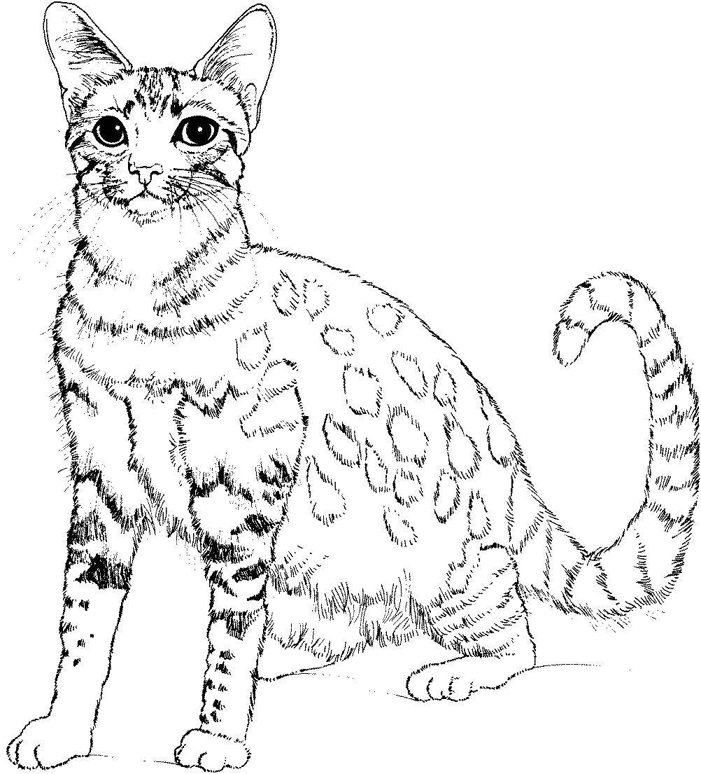 Раскраска Красивая кошка Скачать животные, котенок, кошка.  Распечатать ,Коты и котята,