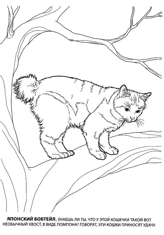 Раскраска Кошка, японский бобтейл Скачать животные, кошка, котенок, Бобтейл.  Распечатать ,Животные,