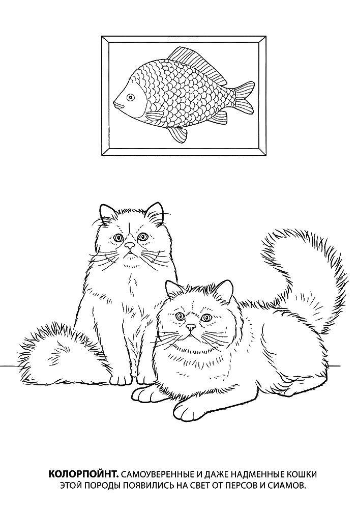 Раскраска Пушистые коты под картиной с рыбкой Скачать рыба, коты.  Распечатать ,котята и щенки,