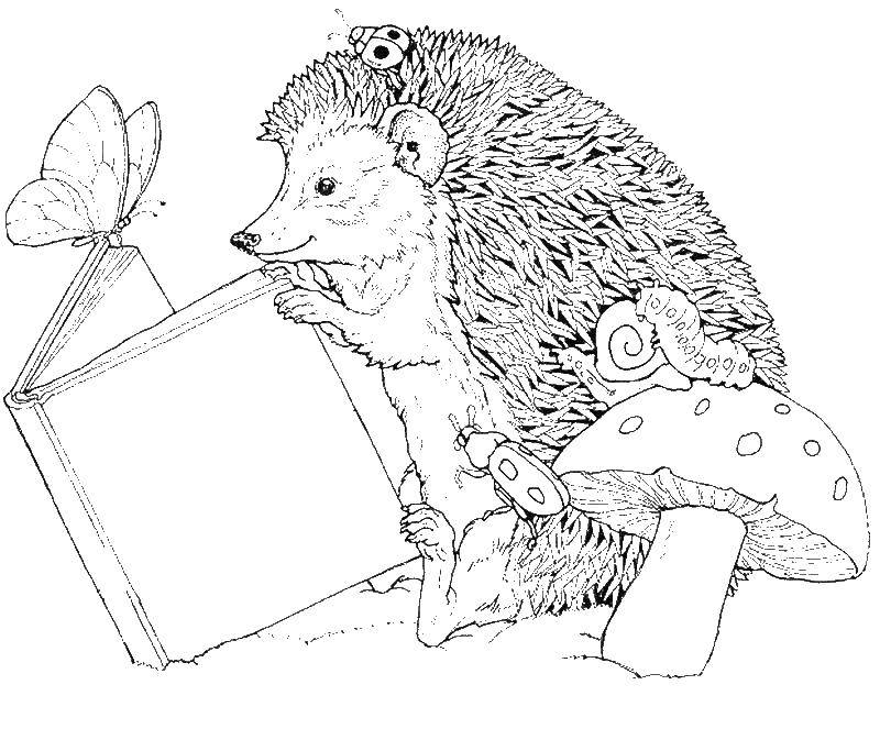 Раскраска Еж читает книгу Скачать еж.  Распечатать ,Животные,