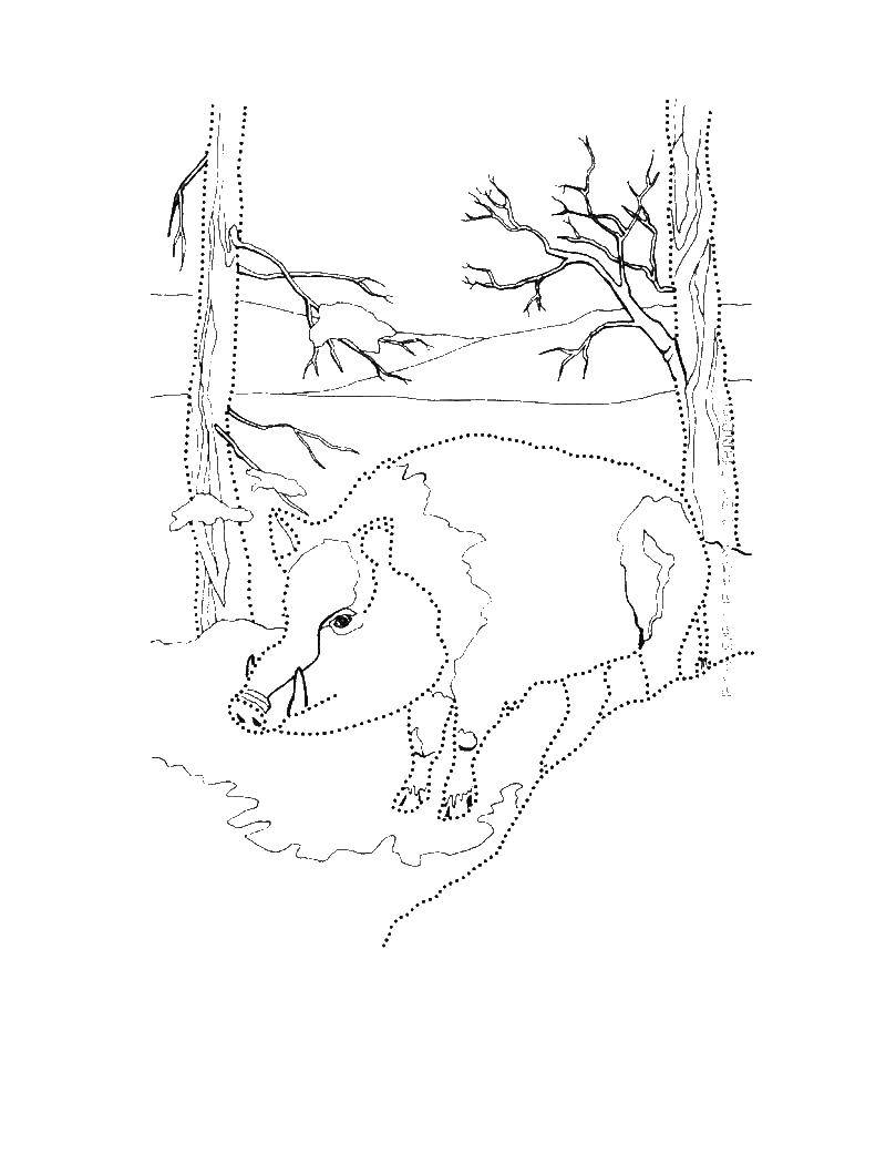 Раскраска Кабан в лесу Скачать кабан, лес.  Распечатать ,Животные,