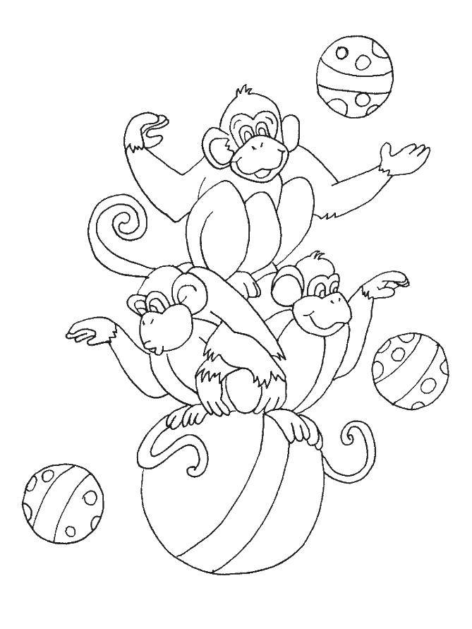 Раскраска Цирковые обезьянки Скачать животные, обезьяна, обезьянка, цирк.  Распечатать ,Животные,