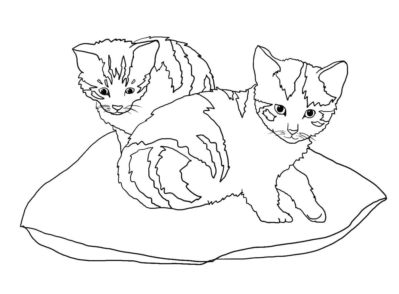 Раскраска Котятки на подушке Скачать Животные, котёнок.  Распечатать ,Животные,