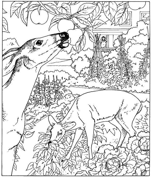 Раскраска Олени в огороде Скачать олени, трава, капуста, листья, дом.  Распечатать ,природа,