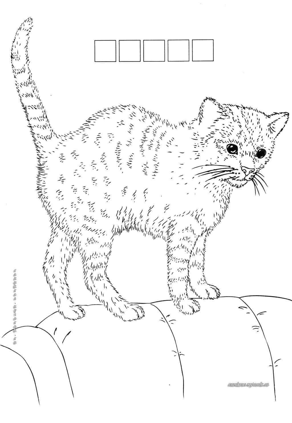 Раскраска Домашний котёнок Скачать Животные, котёнок.  Распечатать ,Животные,