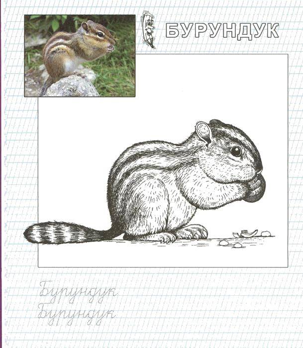 Раскраска Бурундук с орехом Скачать бурундук.  Распечатать ,Животные,