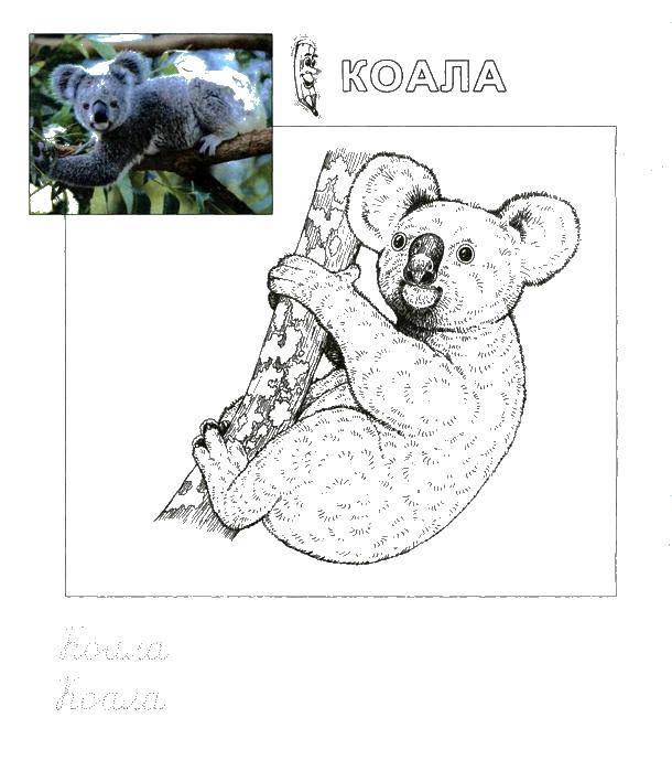 Раскраска Коала пропись Скачать пропись, коала.  Распечатать ,Животные,