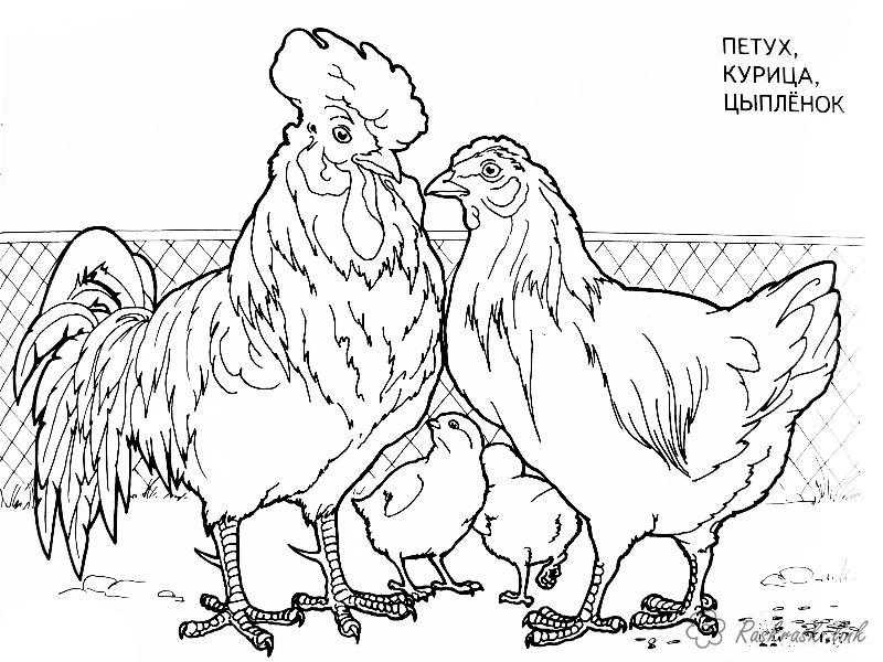 Раскраска Рисунок семья петуха Скачать петух, курица.  Распечатать ,домашние животные,