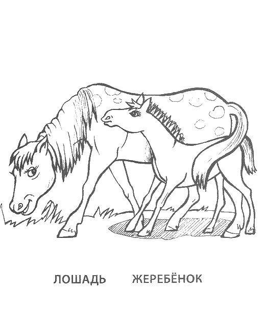 Раскраска Лошадь и жеребенок Скачать животные, лошадь, жеребенок.  Распечатать ,семья животных,