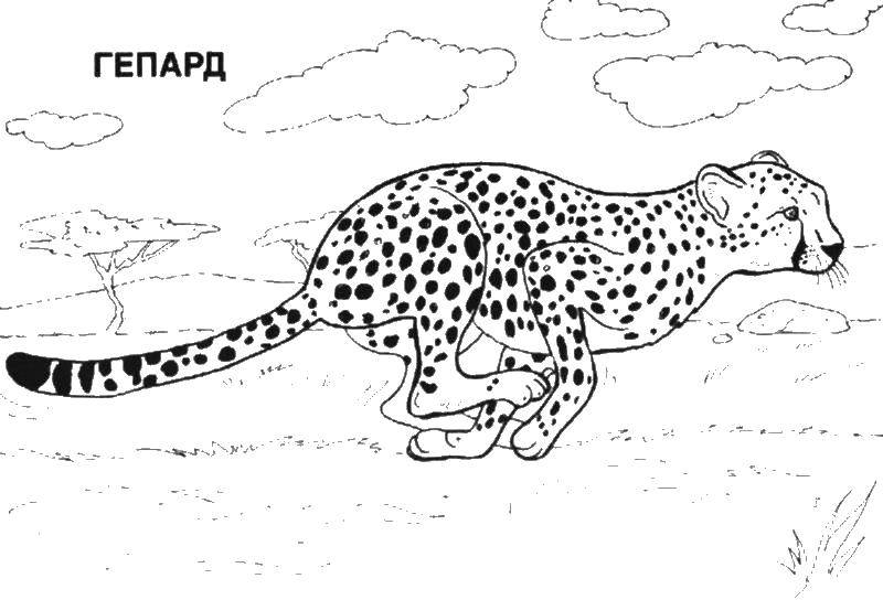 Раскраска Гепард бежит Скачать гепард.  Распечатать ,африка,