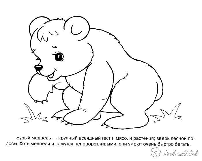 Раскраска Маленький медвежонок Скачать медведь, малыш, лапки.  Распечатать ,Животные,