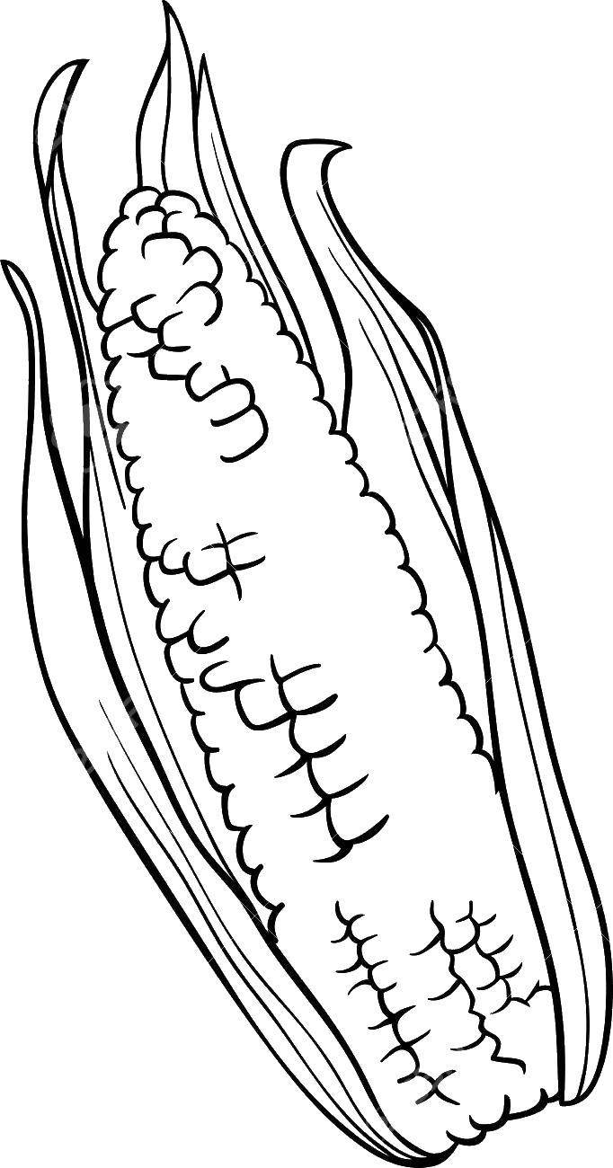 Раскраска Кукуруза в листве Скачать кукуруза, листва.  Распечатать ,Кукуруза,