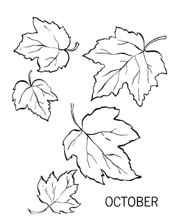 Раскраска Октябрь листия Скачать ,листия,октябрь,.  Распечатать 
