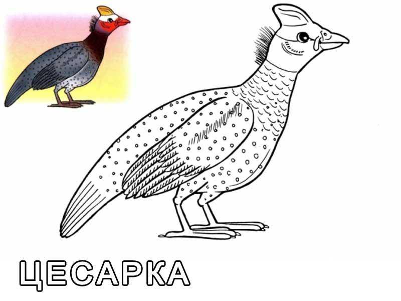 Название: Раскраска Рисунок цесарки. Категория: домашние животные. Теги: цесарка.