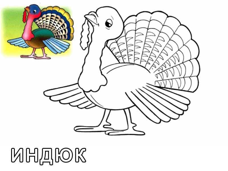 Раскраска Рисунок индюка Скачать ,индюк,.  Распечатать 