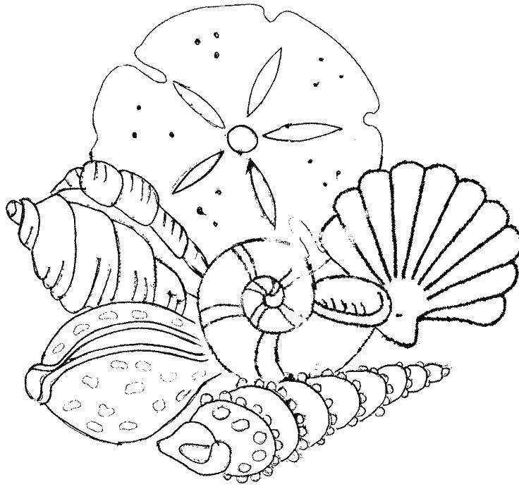 Раскраска Разные виды ракушек Скачать ,морское, ракушки,.  Распечатать 