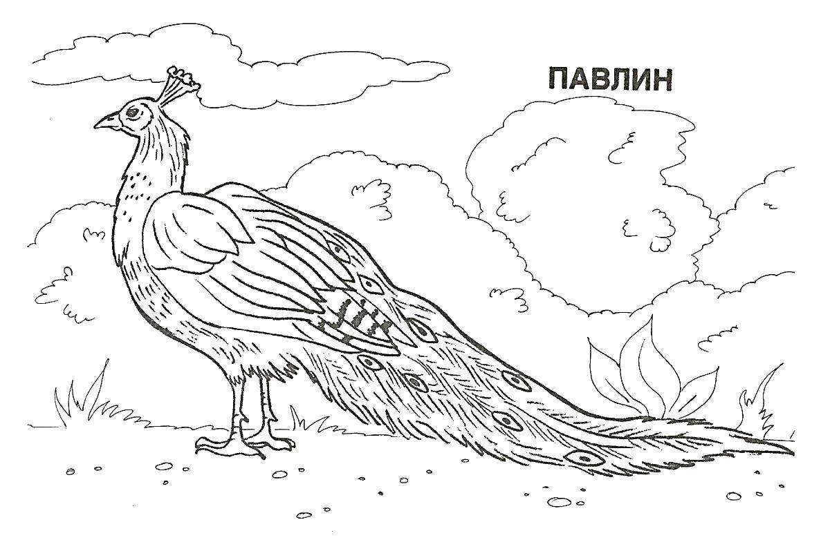 Название: Раскраска Павлин в саду. Категория: павлин. Теги: Павлин, птица.