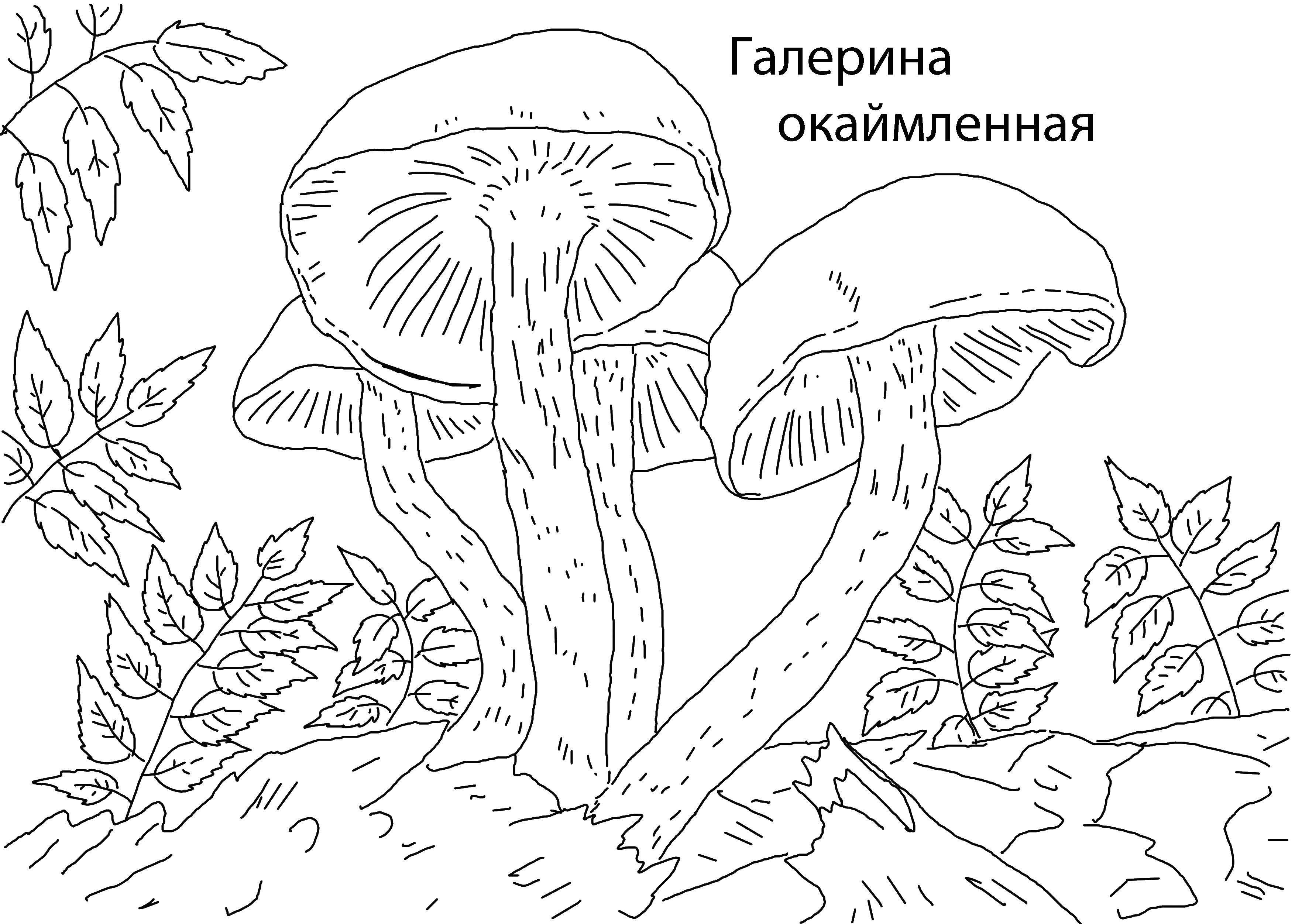 Раскраска Галерина окаймленная Скачать ,грибы, галерина окаймленная,.  Распечатать 