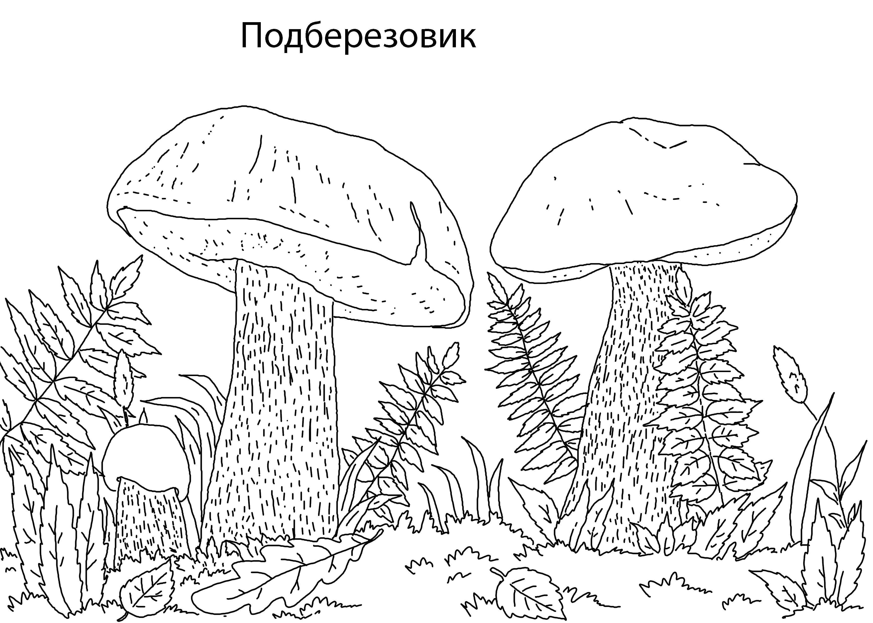 Раскраска Гриб подберезовик Скачать ,гриб, подберезовик,.  Распечатать 