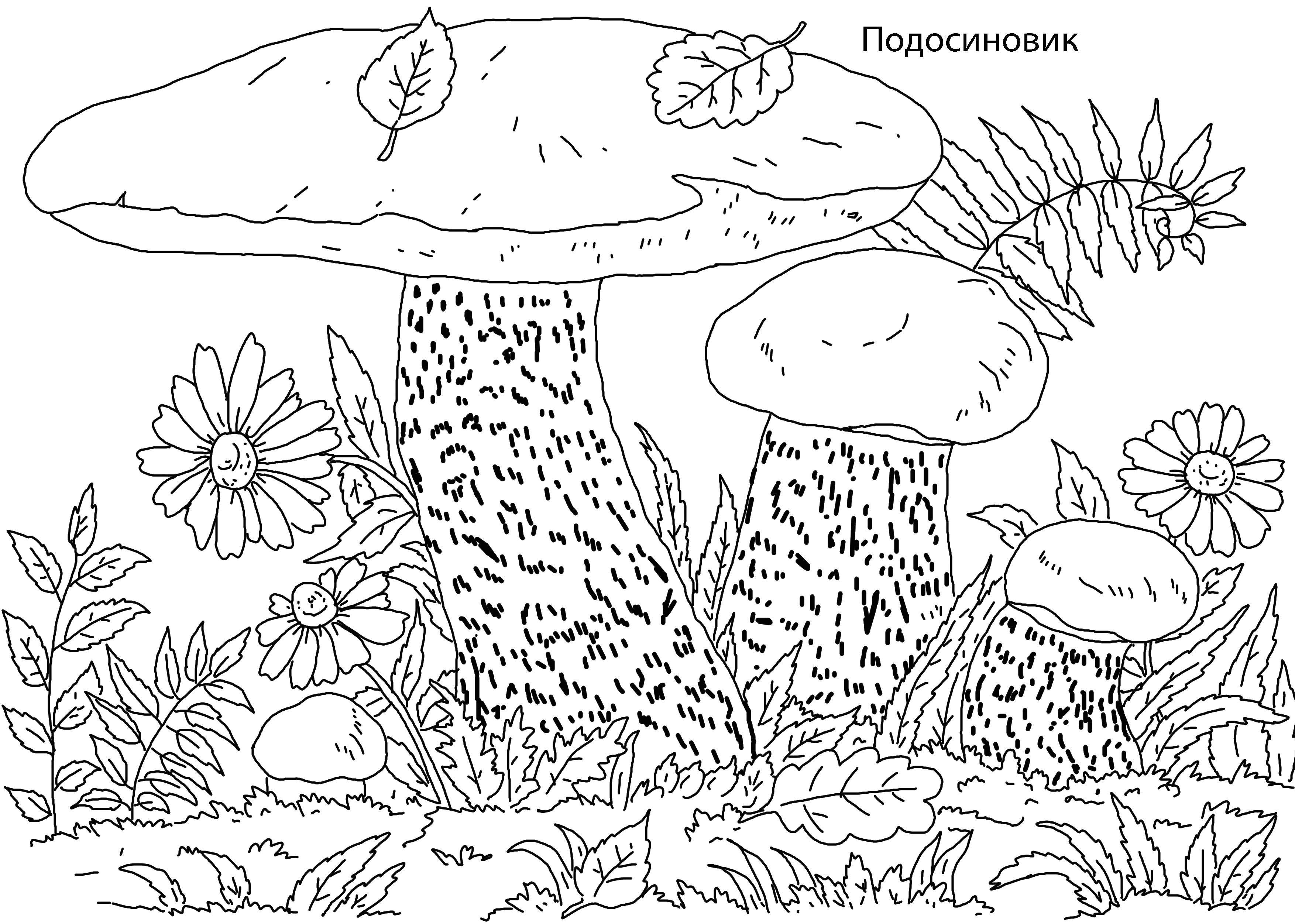 Раскраска Гриб подосиновик Скачать ,гриб, подосиновик,.  Распечатать 