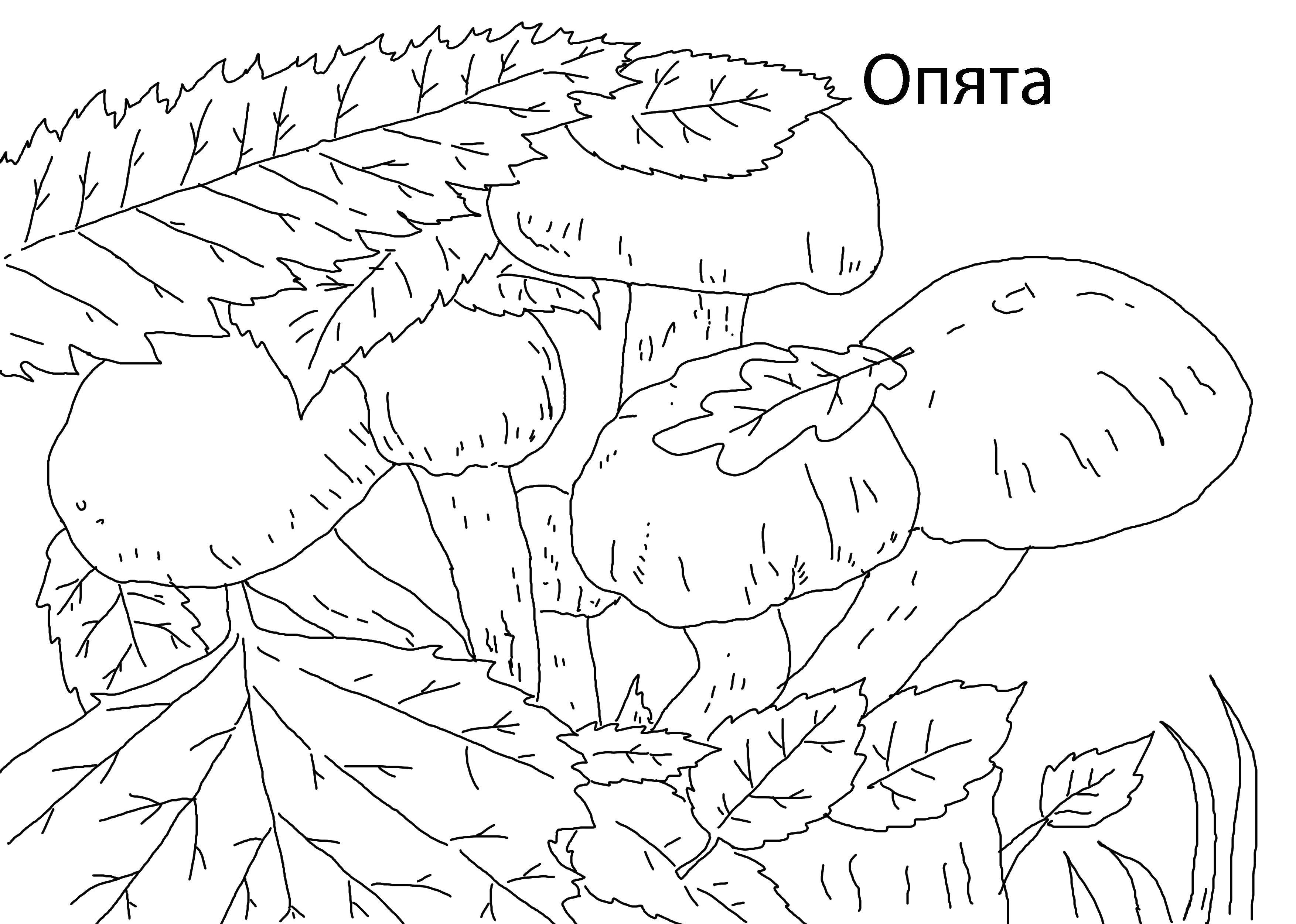 Раскраска Грибы опята Скачать ,грибы, опята,.  Распечатать 