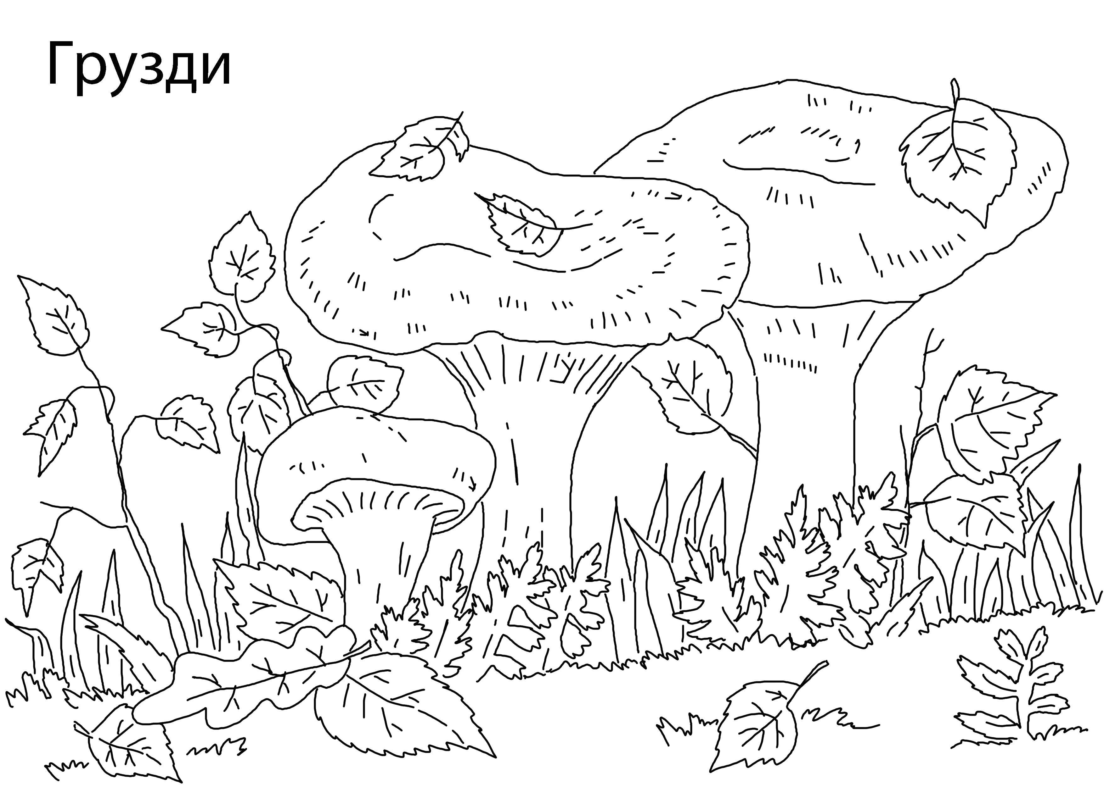 Раскраска Грузди Скачать ,грибы,грузди,.  Распечатать 